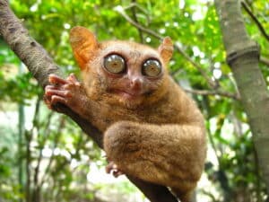 Le tarsier