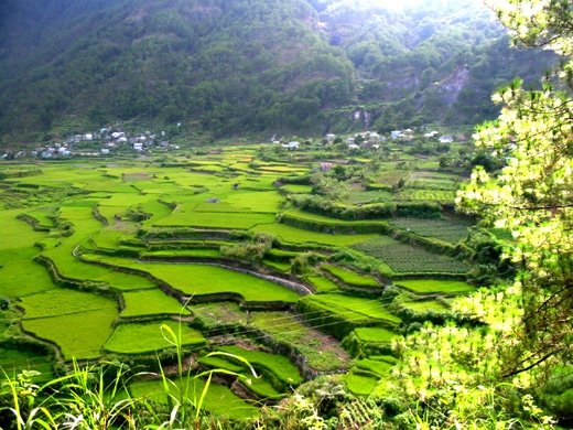 rizière sagada