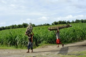 Champs de Canne a sucre Bacolod